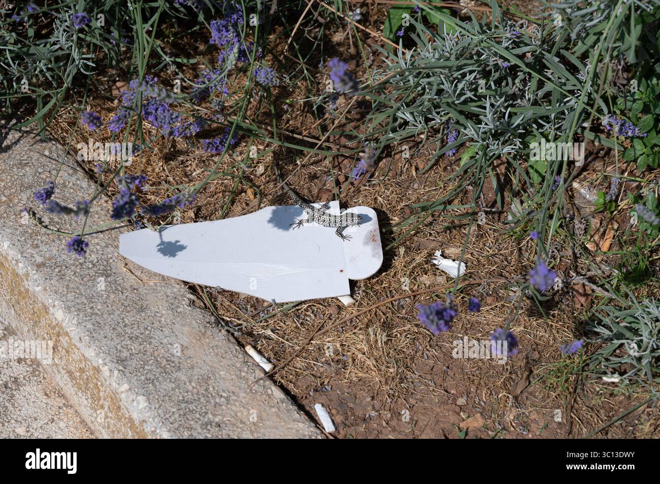 Una lucertola siede su un cartone di cibo abbandonato, inquinamento ambientale in natura Foto Stock
