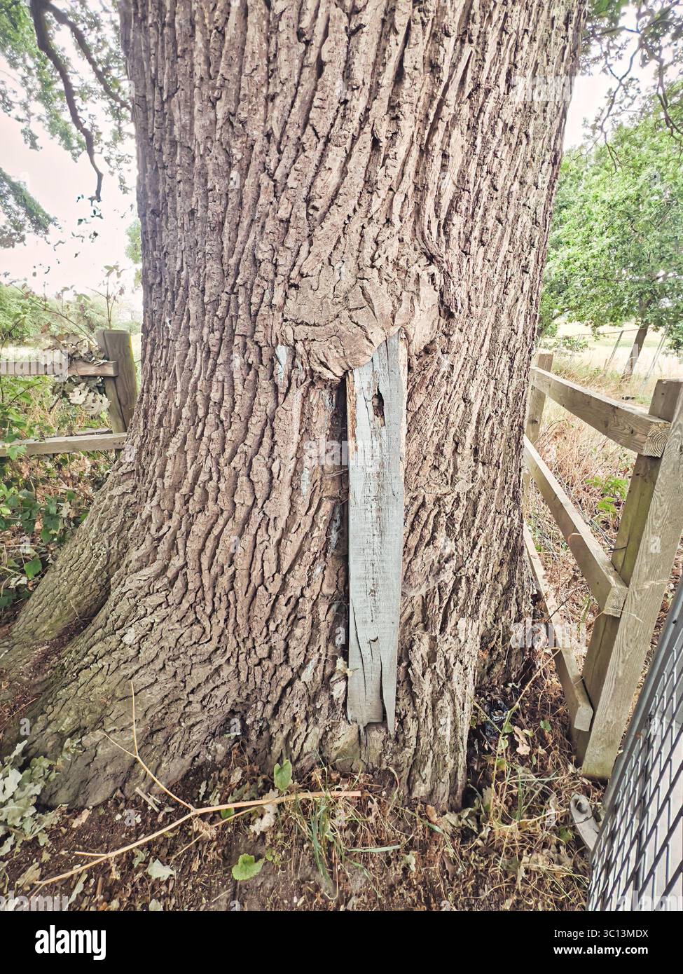 Vecchio albero di quercia che cresce intorno a un palo maledetto Foto Stock
