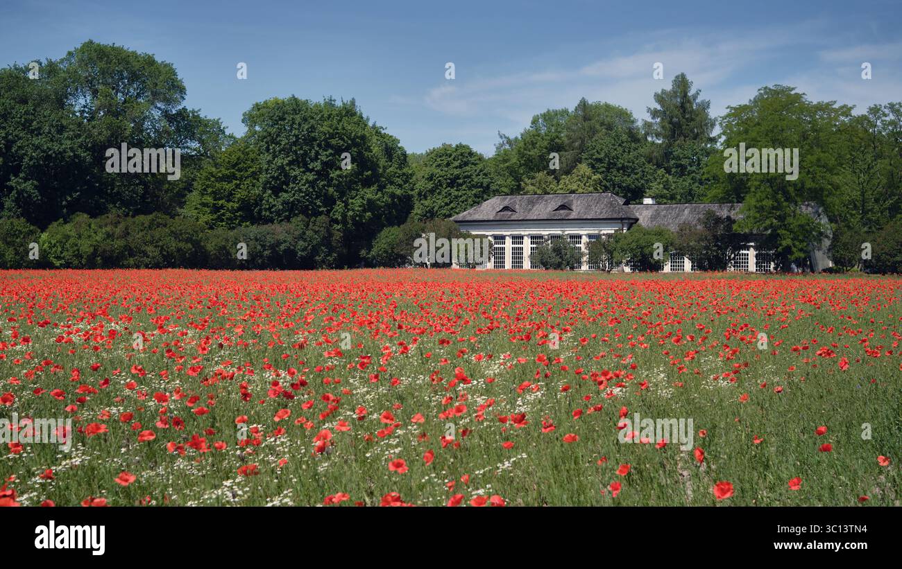 Nieborow, Polonia - 26 maggio 2024: Campo di papavero in fiore di fronte allo storico edificio della vecchia Orangerie nei giardini del Palazzo Nieborow. Foto Stock