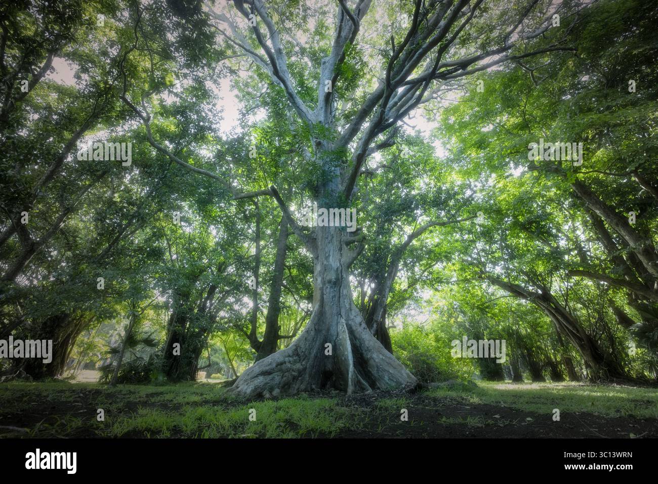 La vista di un albero colossale con corteccia pallida e un vasto sistema di radici domina il paesaggio verdeggiante, circondato da lussureggianti foglie, Pamplemousses, Mauritius. Foto Stock