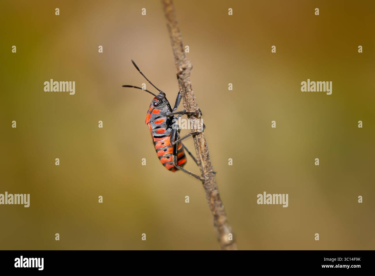 Spilostethus pandurus bug in vista laterale su uno stelo legnoso - El Hierro Foto Stock