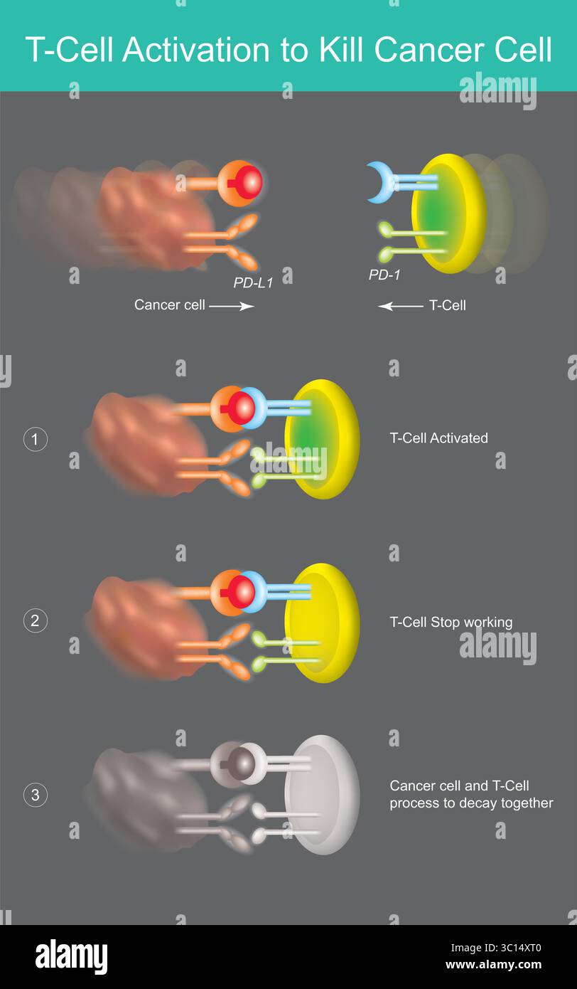 Attivazione delle cellule T e uccisione delle cellule tumorali. Illustrazione Vettoriale