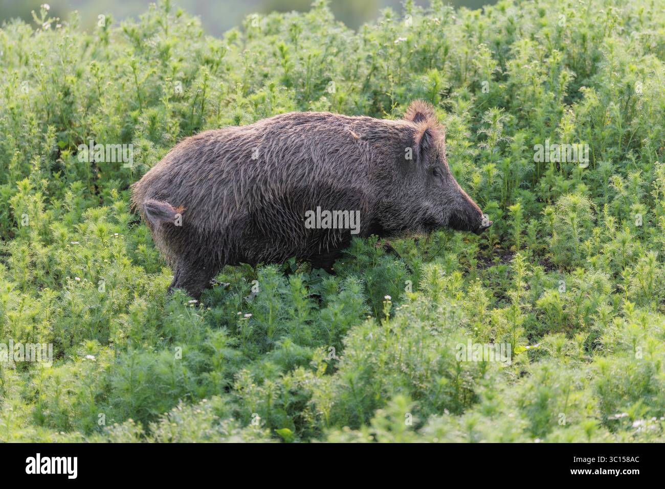 Un cinghiale (Sus scrofa) attraversa un campo di camomilla selvatica (Matricaria chamomilla). Baviera, Germania Foto Stock