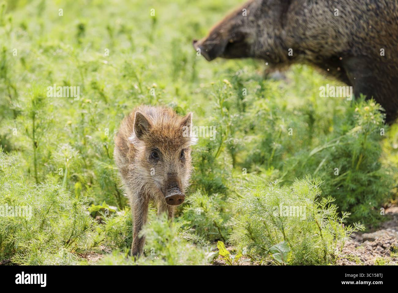 Un suinetto di cinghiale (Sus scrofa) si trova in un campo di camomilla selvatica (Matricaria chamomilla). Baviera, Germania Foto Stock