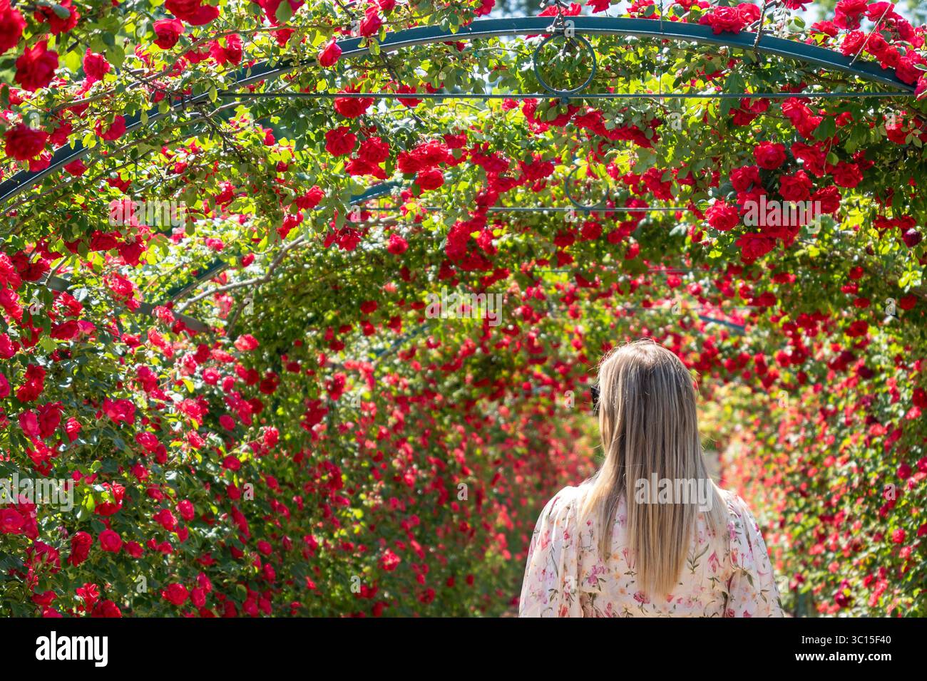 Donna bionda in un giardino di rose rosse Foto Stock