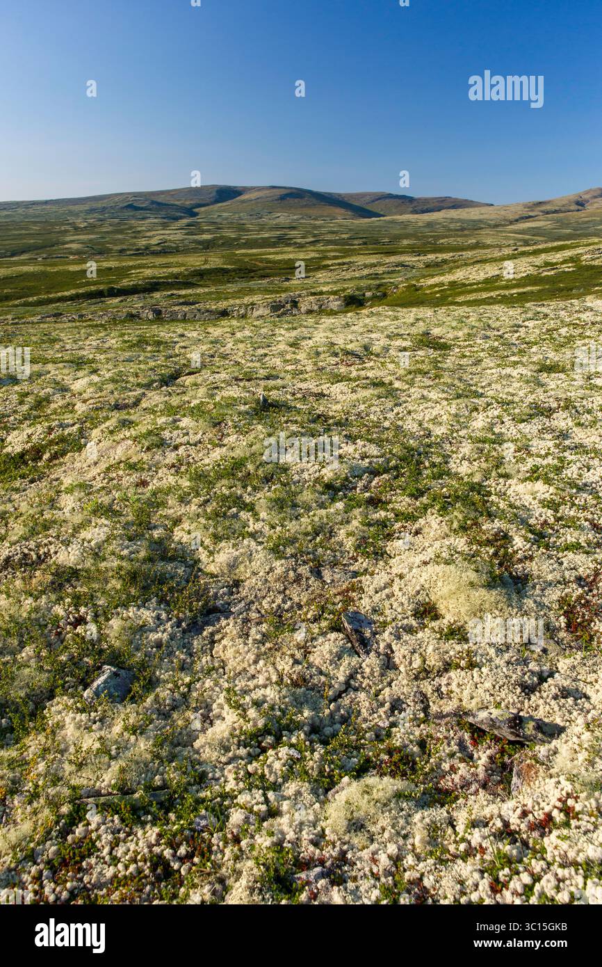 Renna licken sulle colline vicino a Høvringen, Rondane, Norvegia Foto Stock
