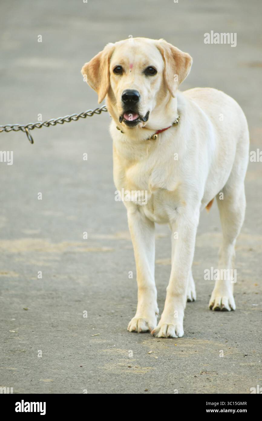 Adorabile Labrador retriever, una razza di cani leali e amichevoli, amata per la sua natura giocosa, l'intelligenza e la personalità affettuosa. Foto Stock