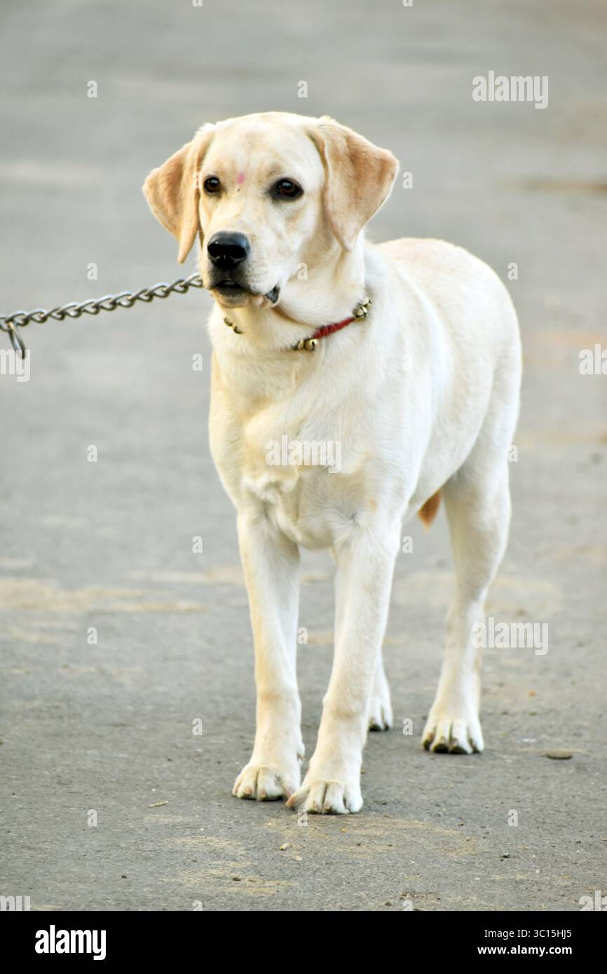 Adorabile Labrador retriever, una razza di cani leali e amichevoli, amata per la sua natura giocosa, l'intelligenza e la personalità affettuosa. Foto Stock