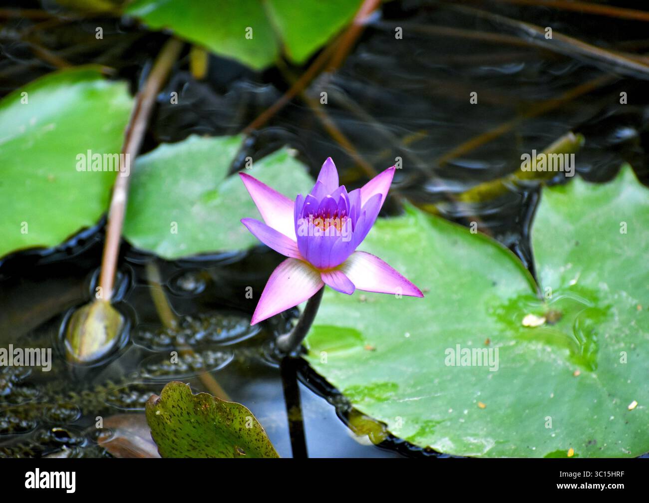 Splendida ninfea blu (Nymphaea nouchali) che fiorisce in uno stagno, simbolo di purezza, pace e sacra bellezza acquatica. Foto Stock
