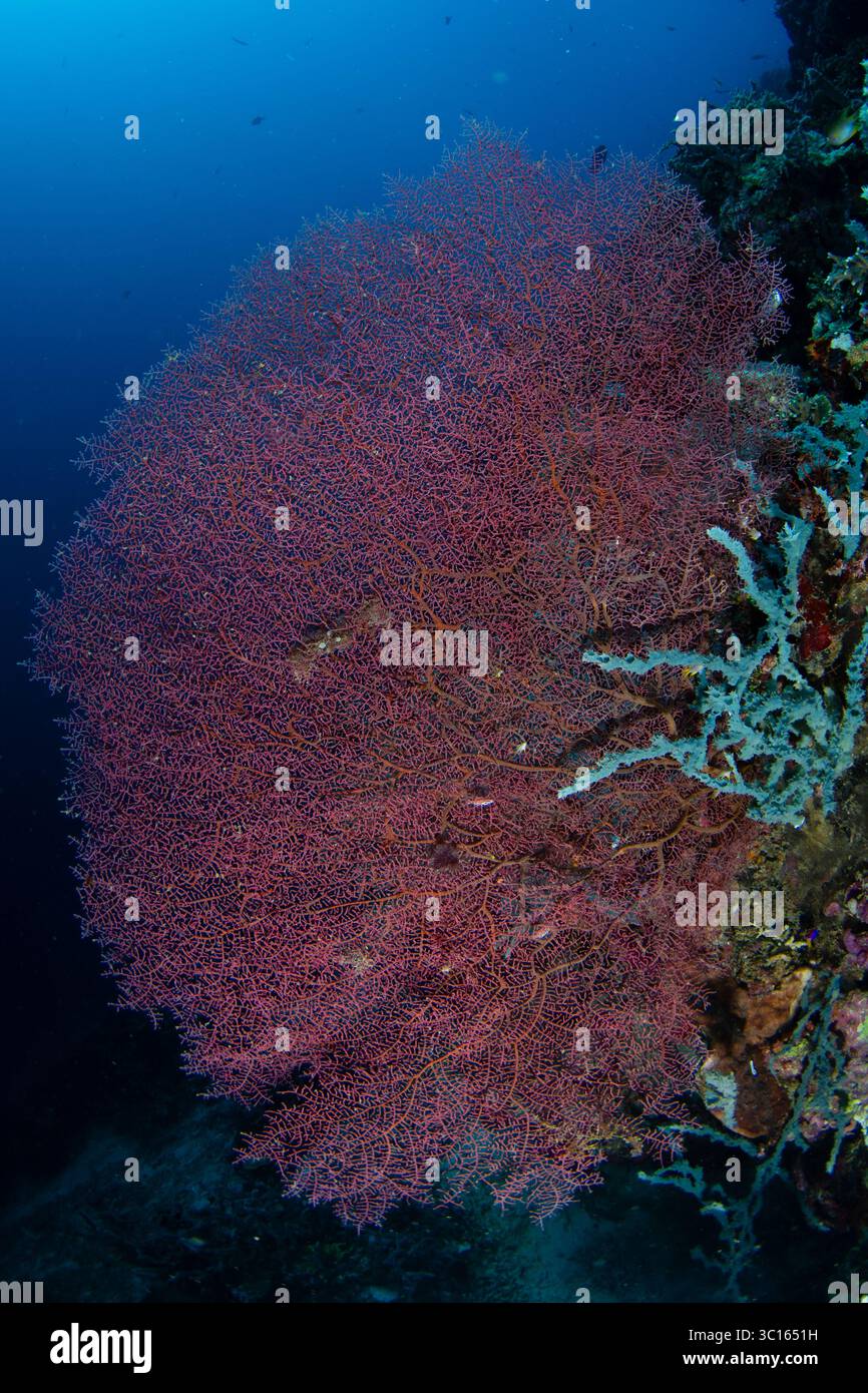 Vista del mondo sottomarino con vibranti coralli di ventaglio di mare rosso contro le profondità blu scuro dell'oceano, Pemuteran, Bali, Indonesia. Foto Stock