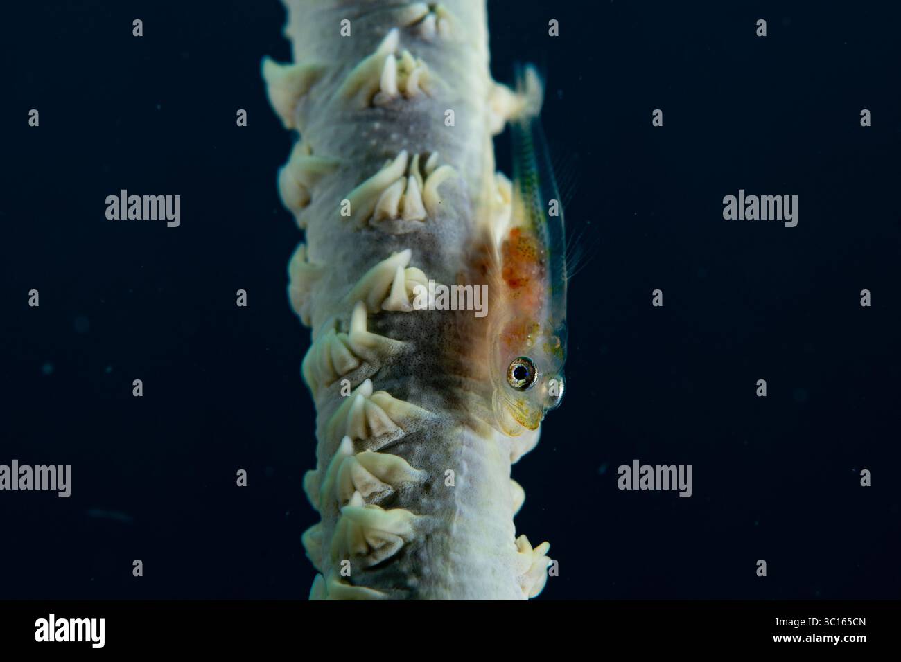 Vista di un pesce gobby traslucido che si aggrappa a un ramo di corallo bianco, le sue sfumature arancioni contrastano con il mare blu profondo, Pemuteran, Bali, Indonesia. Foto Stock