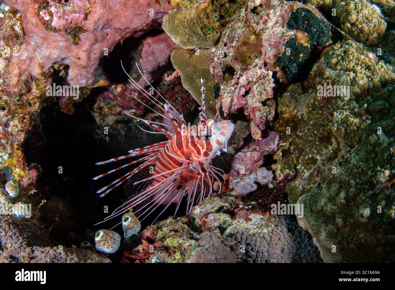 Vista di un suggestivo pesce leone rosso, con le sue delicate spine piume, tra le vibranti barriere coralline e le formazioni rocciose, Pemuteran, Bali, Indonesia. Foto Stock