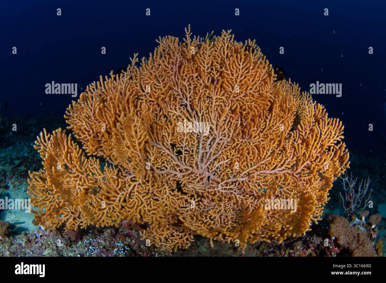 Vista del vibrante corallo arancione del ventilatore marino, un delicato capolavoro contro l'oceano blu profondo, che crea una fantasia subacquea, Pemuteran, Bali, Indonesia. Foto Stock