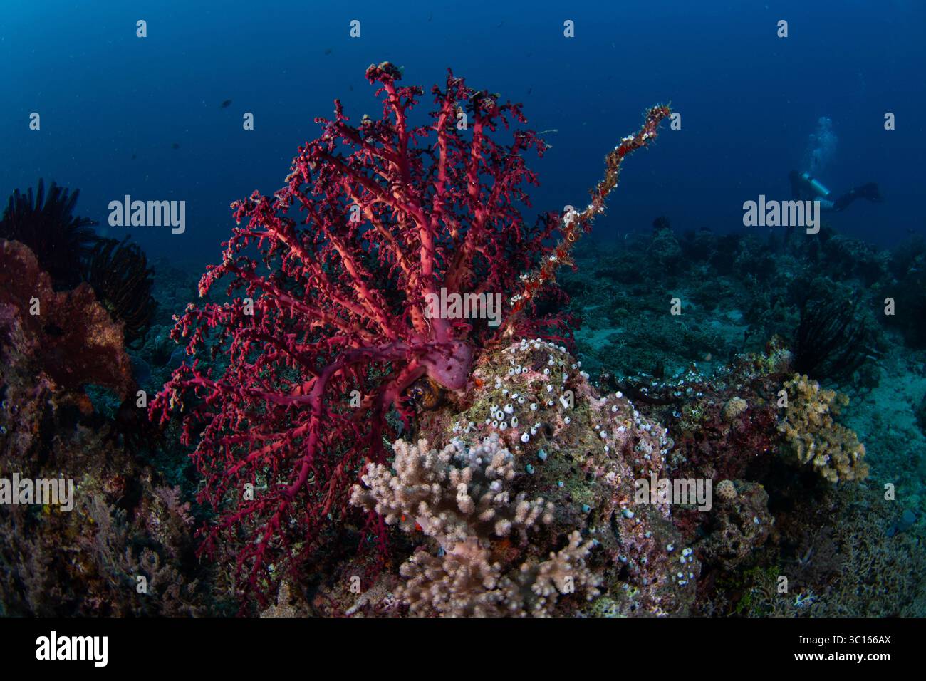 Vista dei vivaci coralli rossi fioriscono sul fondo dell'oceano, mentre un solitario subacqueo esplora le profondità in lontananza, Pemuteran, Bali, Indonesia. Foto Stock