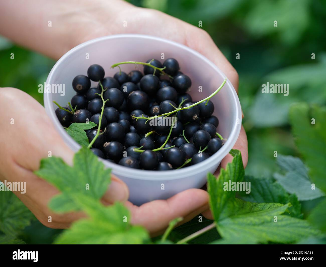 Una donna che tiene in mano una ciotola di ribes nero organico appena raccolto sopra un cespuglio di ribes nero. Primo piano. Foto Stock