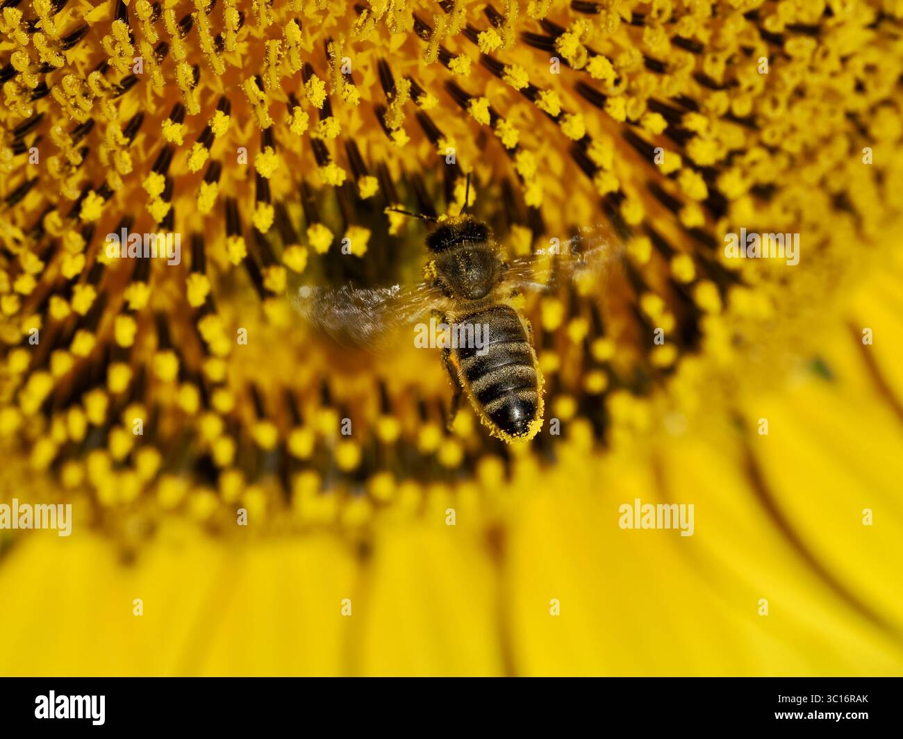 Dettaglio di un'ape ricoperta di polline giallo su un girasole Foto Stock