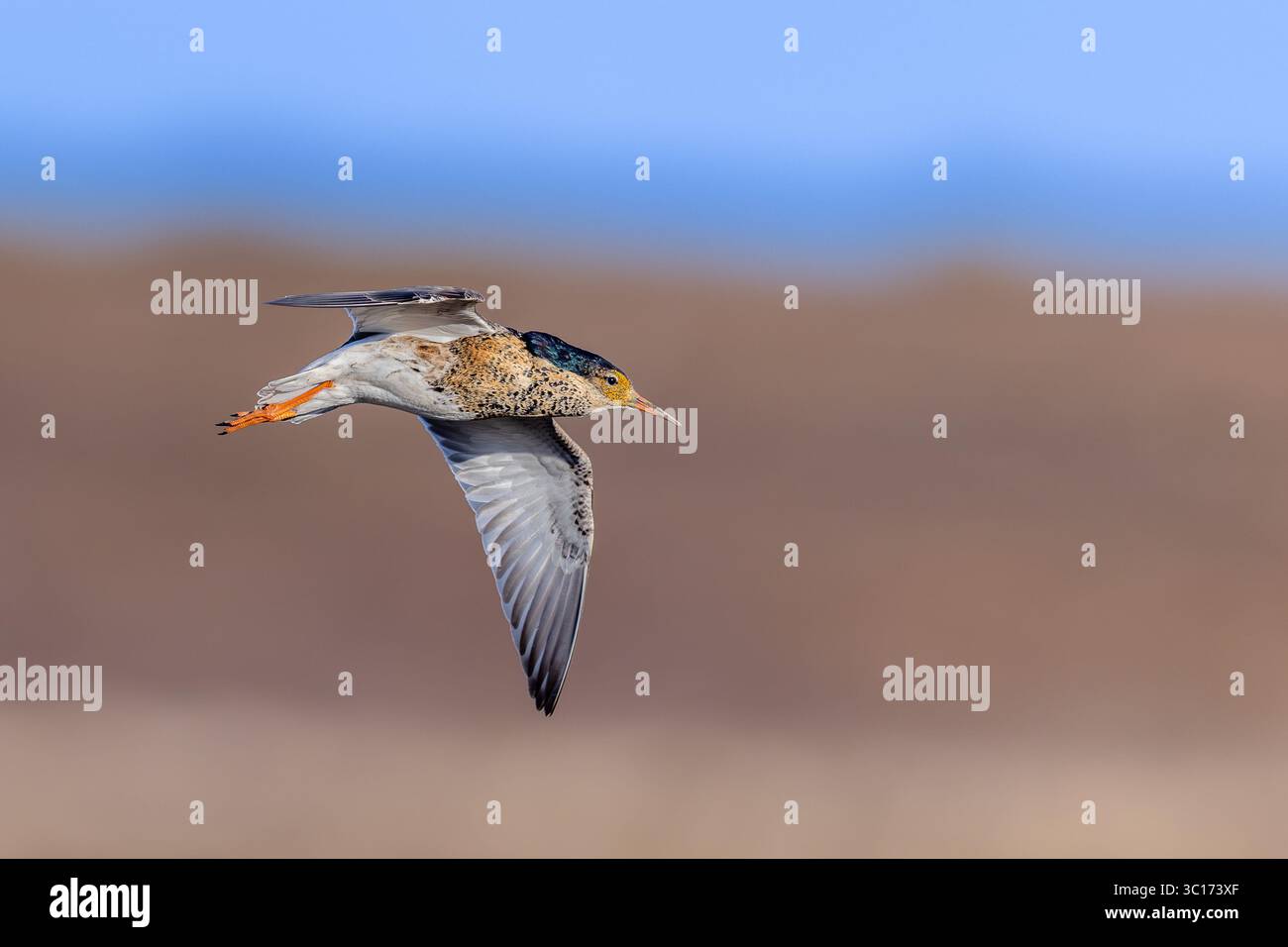 Ruff (Calidris pugnax) maschio territoriale in nidificazione plumage volare in primavera, Scandinavia Foto Stock