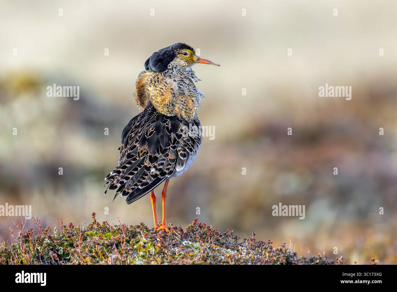 Ruff (Calidris pugnax) maschio territoriale nella riproduzione del piumaggio a lek in primavera, Scandinavia Foto Stock