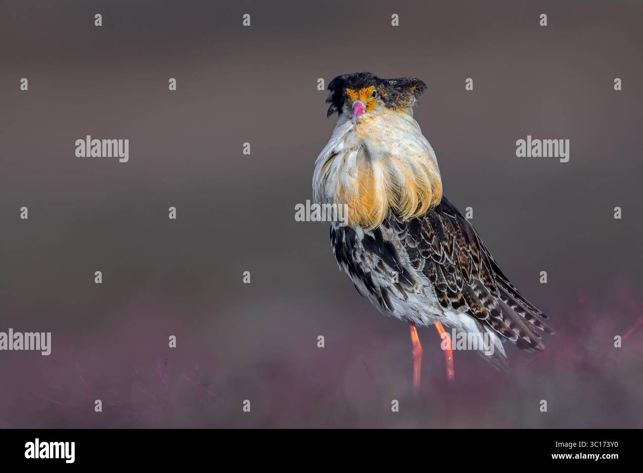 Ruff (Calidris pugnax) maschio territoriale nella riproduzione del piumaggio a lek in primavera, Scandinavia Foto Stock