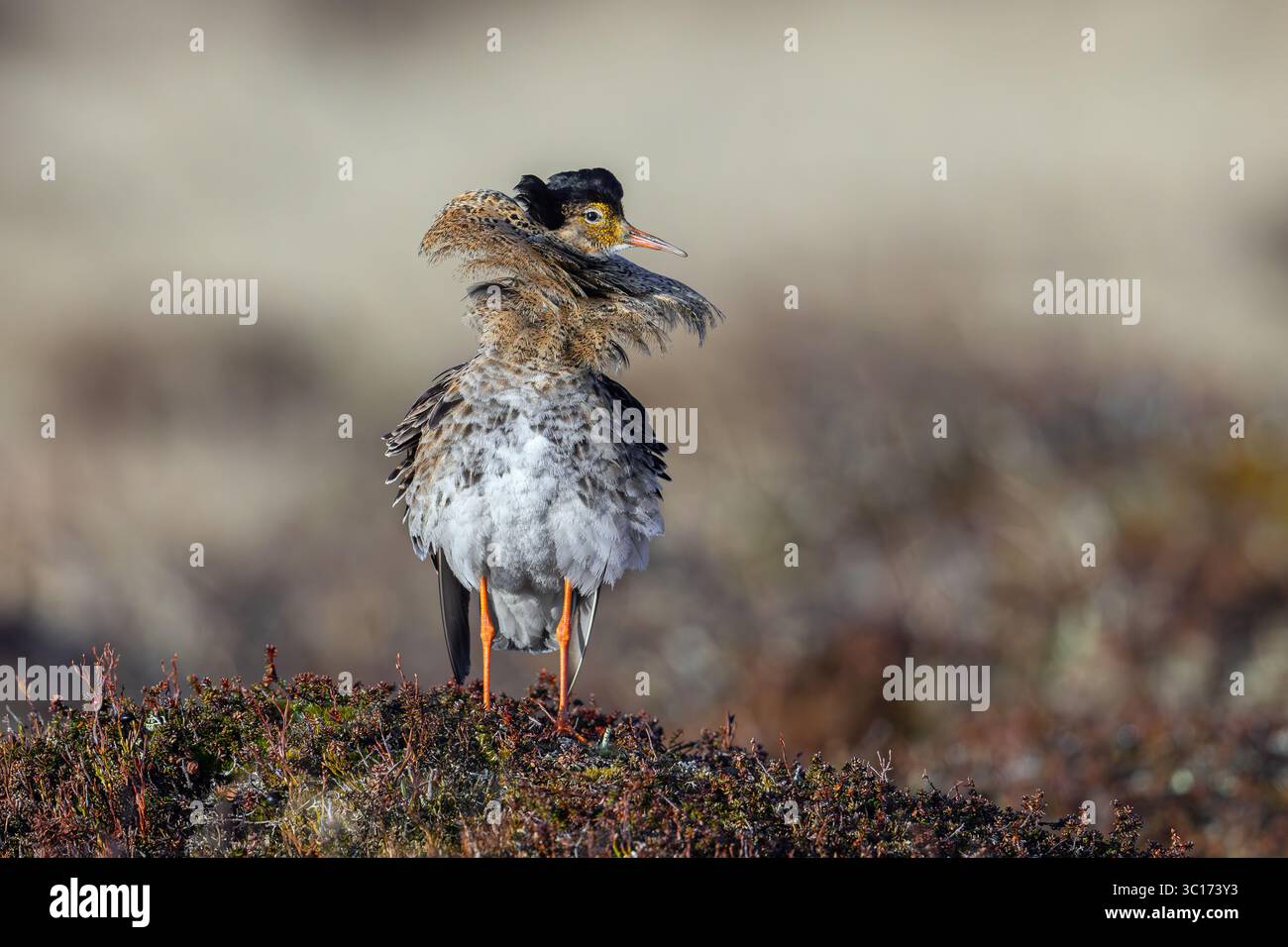 Ruff (Calidris pugnax) maschio territoriale nella riproduzione del piumaggio a lek in primavera, Scandinavia Foto Stock