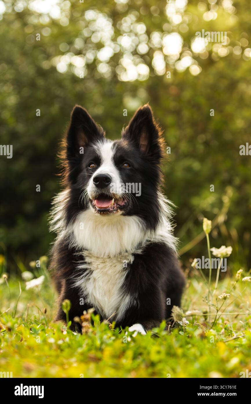 Collie di confine allerta che riposa in un prato estivo illuminato dal sole. Animali. Foto Stock