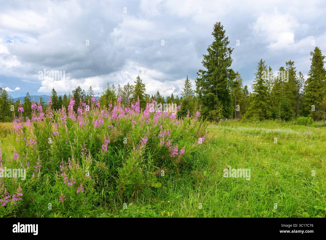 l'erba fumante fiorisce nel paesaggio estivo. fiori viola sul prato vicino alla foresta nelle montagne dei carpazi. vista panoramica della campagna con cielo coperto Foto Stock