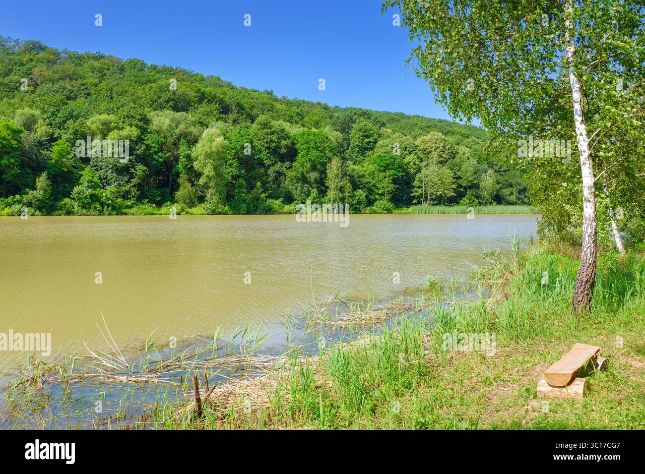 lago vicino alla foresta. splendida vista su un paesaggio naturale in estate. mattinata tranquilla e soleggiata sulle montagne dei carpazi. paesaggio di campagna sotto il cielo azzurro. va Foto Stock