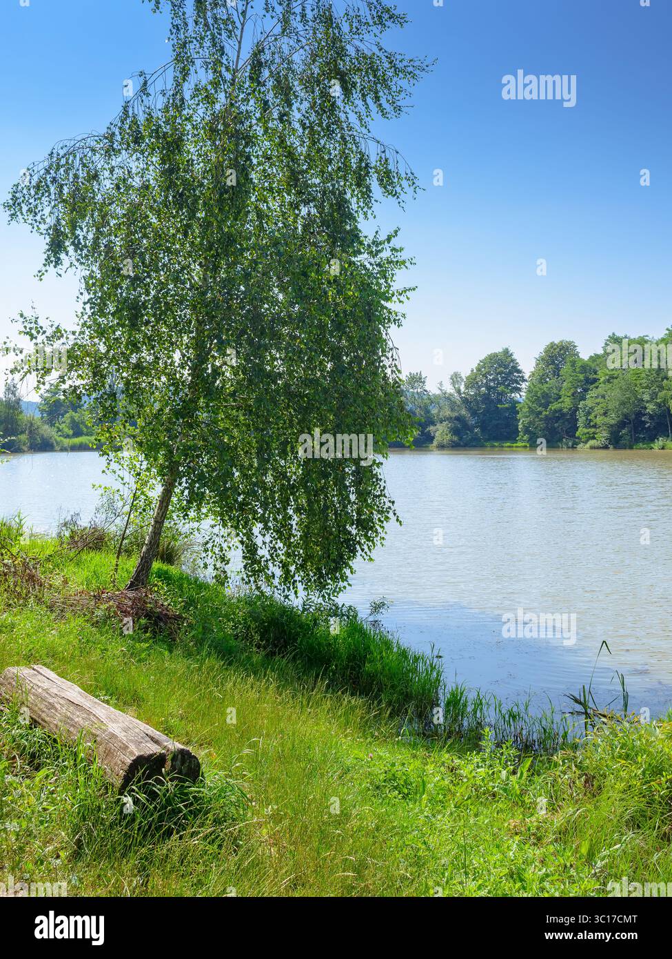 lago vicino alla foresta. splendida vista su un paesaggio naturale in estate. mattinata tranquilla e soleggiata sulle montagne dei carpazi. paesaggio di campagna sotto il cielo azzurro. va Foto Stock