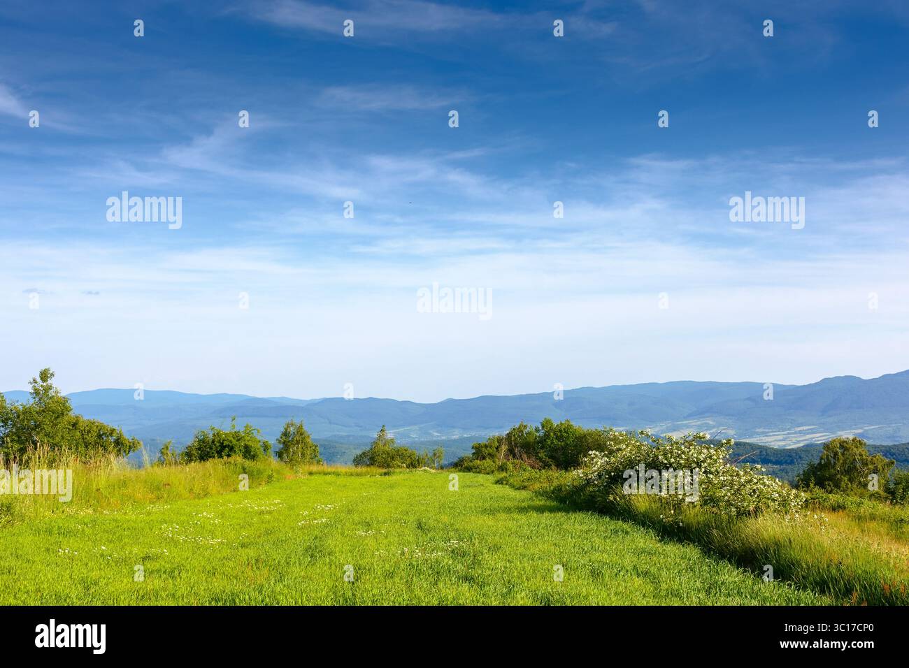 campo nel paesaggio montano in estate. splendida vista delle verdi alpi dei carpazi sotto il cielo blu al tramonto. pittoresco paesaggio di campagna con roll Foto Stock