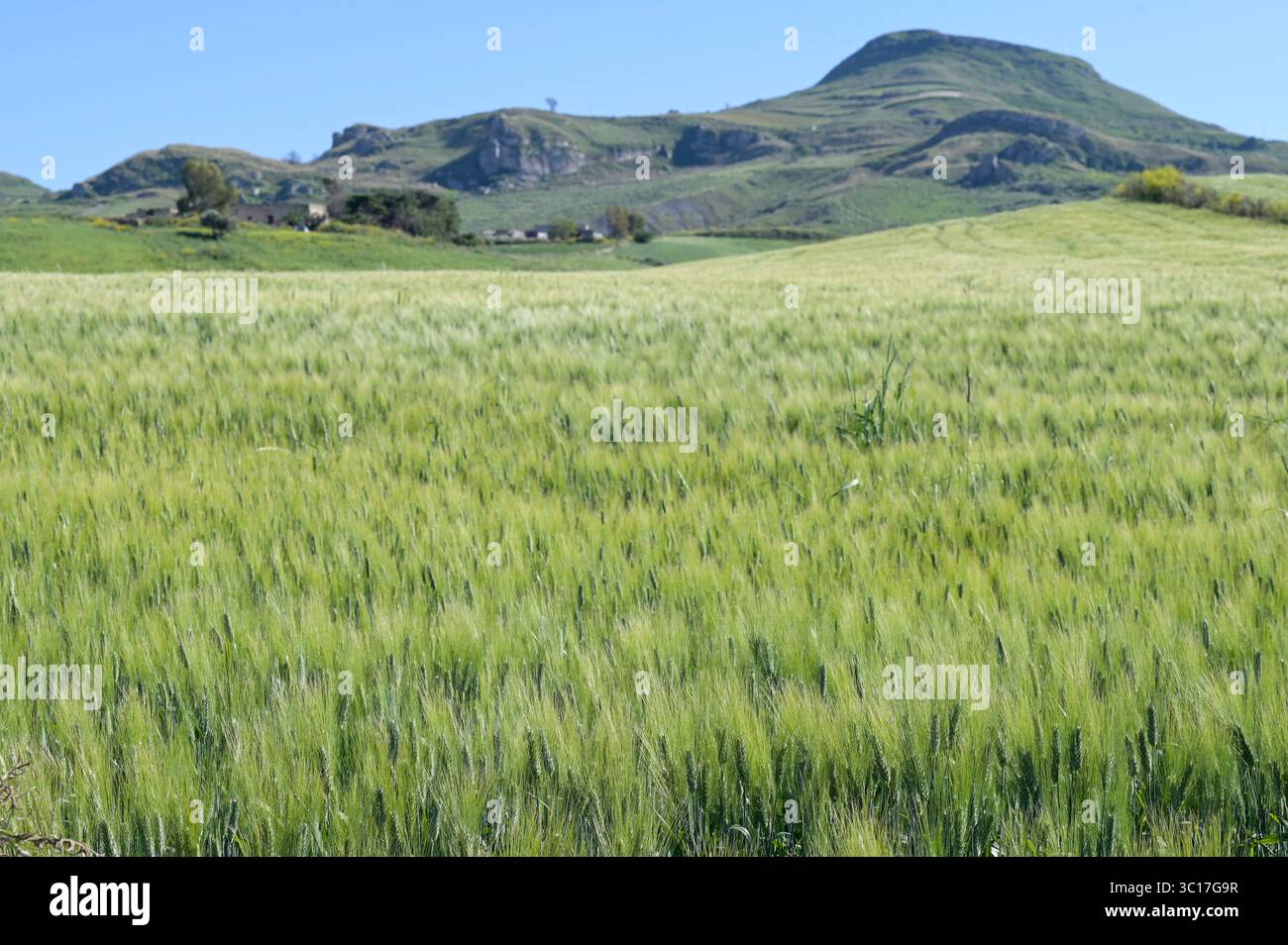 ITALIA, Sicilia, paesaggio vicino al paese di Corleone in primavera, verdi campi di grano duro, grano duro viene utilizzato per la produzione della pasta Foto Stock