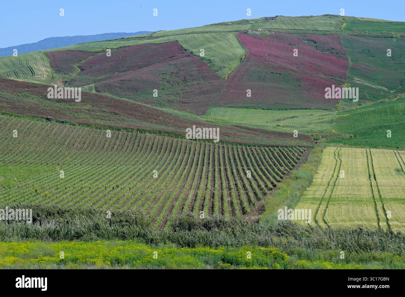 ITALIA, Sicilia, paesaggio vicino al paese di Corleone in primavera, trifoglio viola , vigneto e campi verdi di grano duro, grano duro viene utilizzato per la produzione della pasta Foto Stock