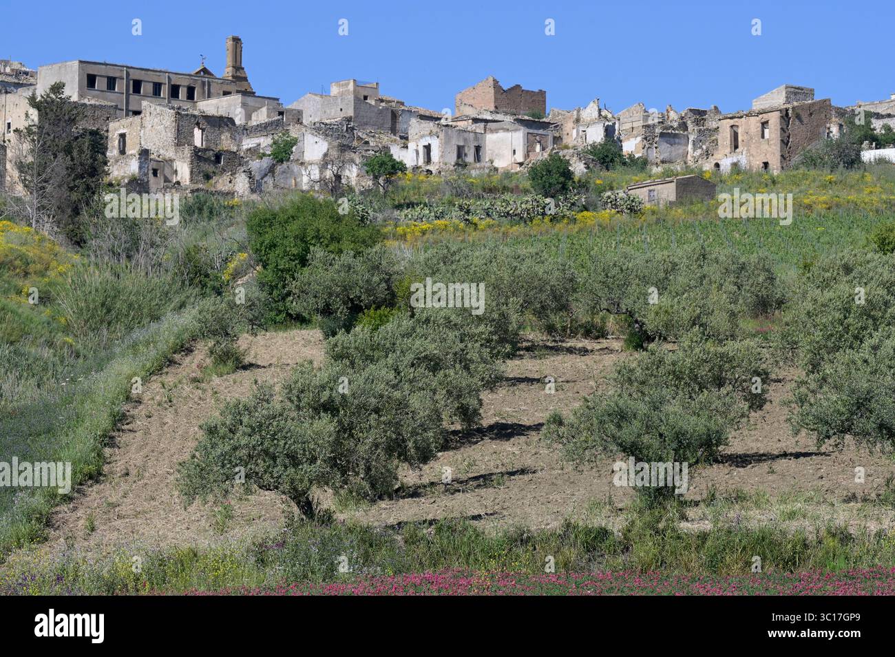 ITALIA, Sicilia, luoghi perduti, città fantasma Poggioreale Vecchia, distrutta durante il terremoto nella valle del Belice 1968, campi di ulivi Foto Stock