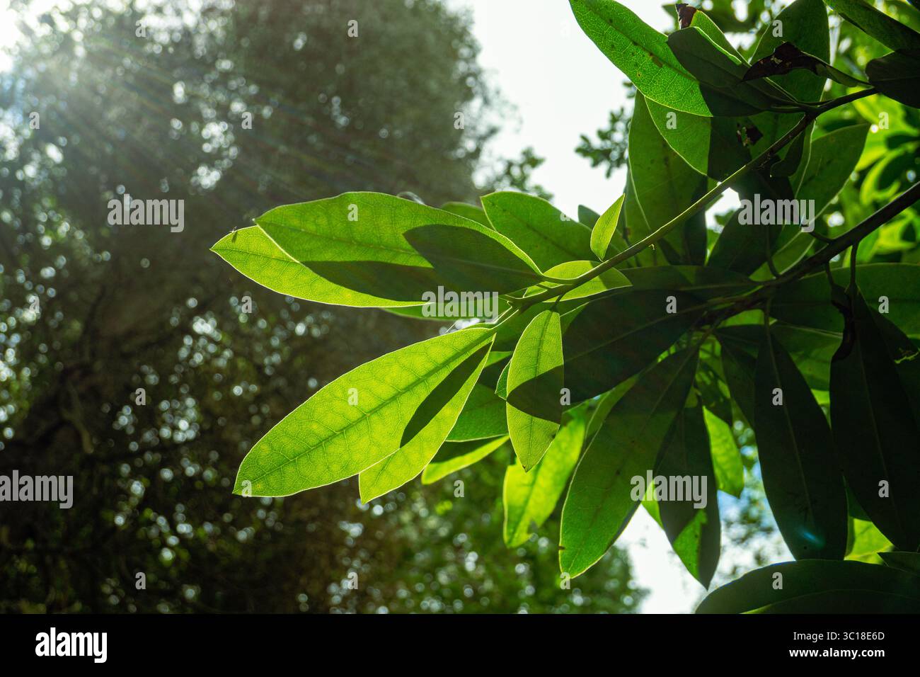 Il sole luminoso splende dolcemente attraverso le lussureggianti foglie verdi di un albero Foto Stock