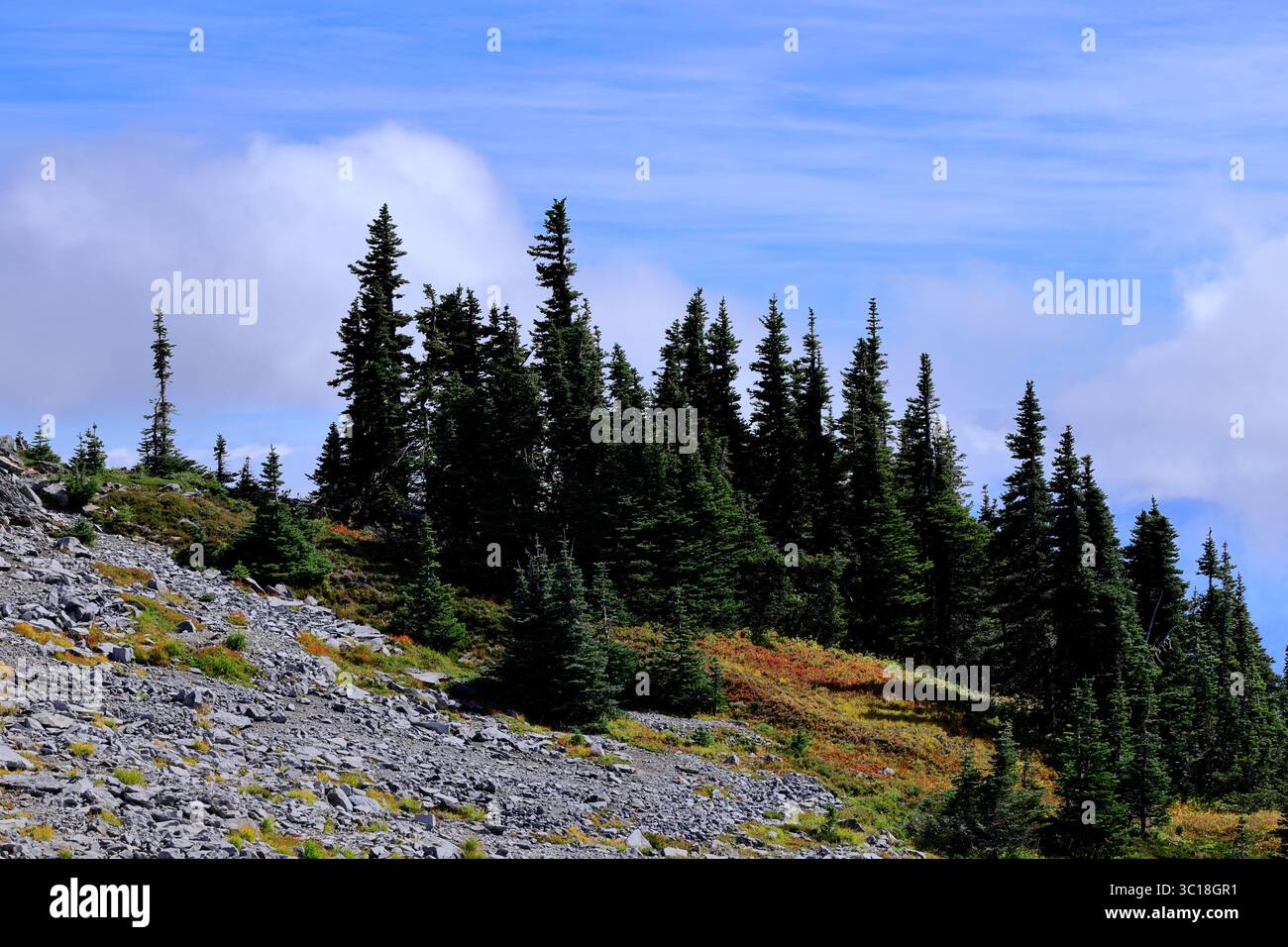 Gli slanciati abeti alpini punteggiano un pendio roccioso inondato di rossi e verdi autunnali, sotto nuvole alla deriva e un vivace cielo blu negli altipiani del Monte Rainier Foto Stock