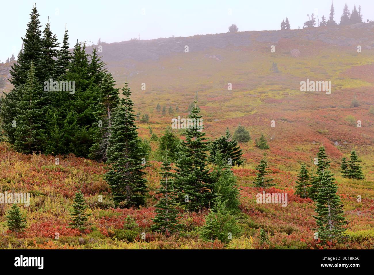 La nebbia permane su una collina di tundra punteggiata di giovani abeti rossi e di vibranti pennelli di bacche, catturando l'umore autunnale del Monte Rainier con un soffice bagliore di luce mattutina Foto Stock