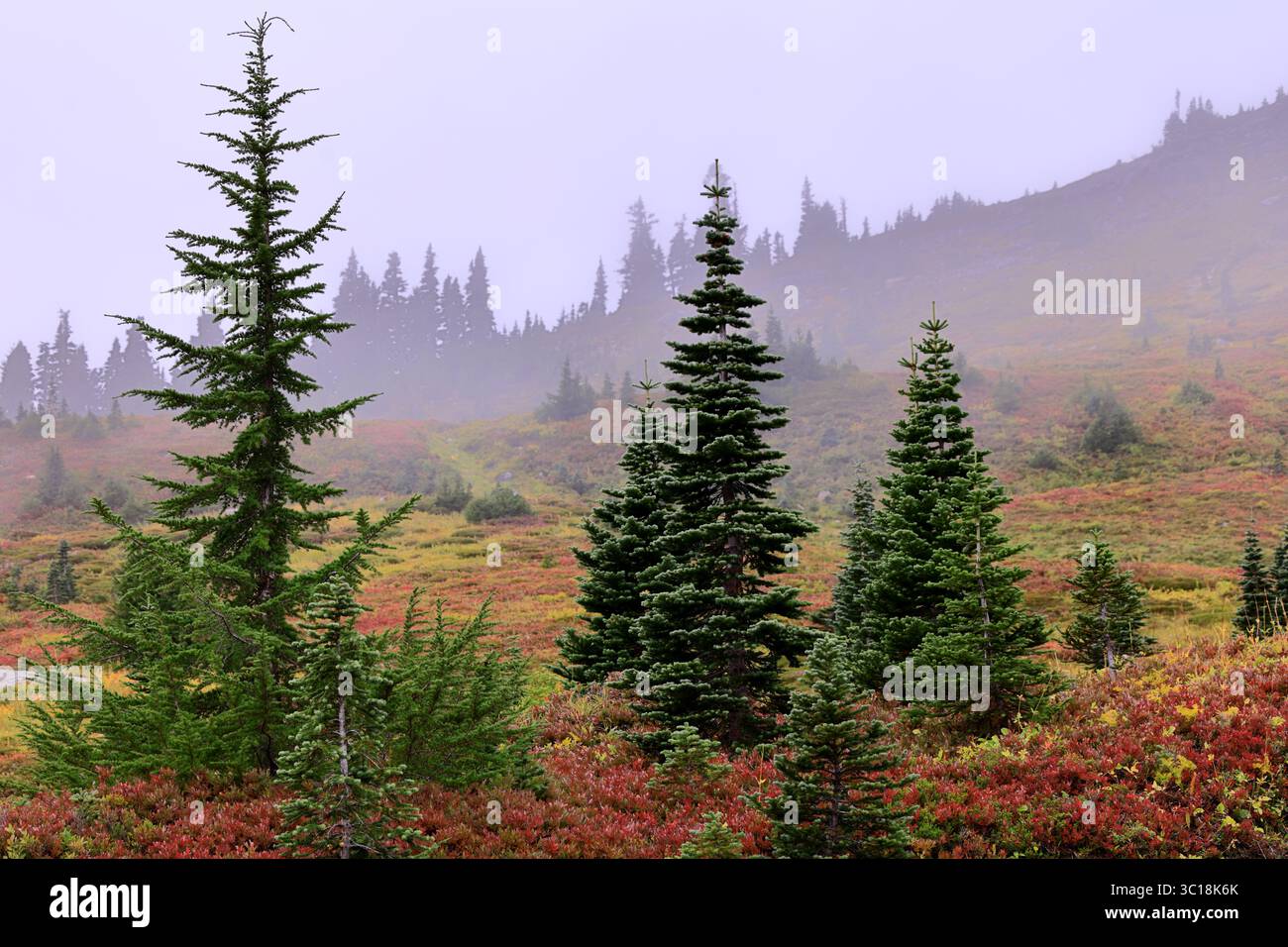 La nebbia mattutina nasconde dolcemente un pendio di abeti sottili e pennello di bacche color rubino al Monte Rainier, rivelando la solitudine alpina nella tranquilla luce dell'alba. Foto Stock