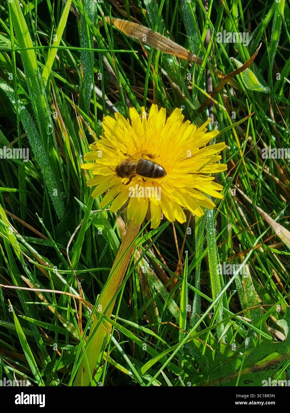 Inizio del processo - impollinazione - atterraggio dell'ape su un dente di leone Foto Stock