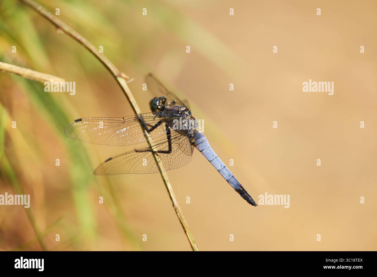 Dragonfly seduto su un filo d'erba su sfondo verde sfocato. Sympetrum striolatum in estate Foto Stock