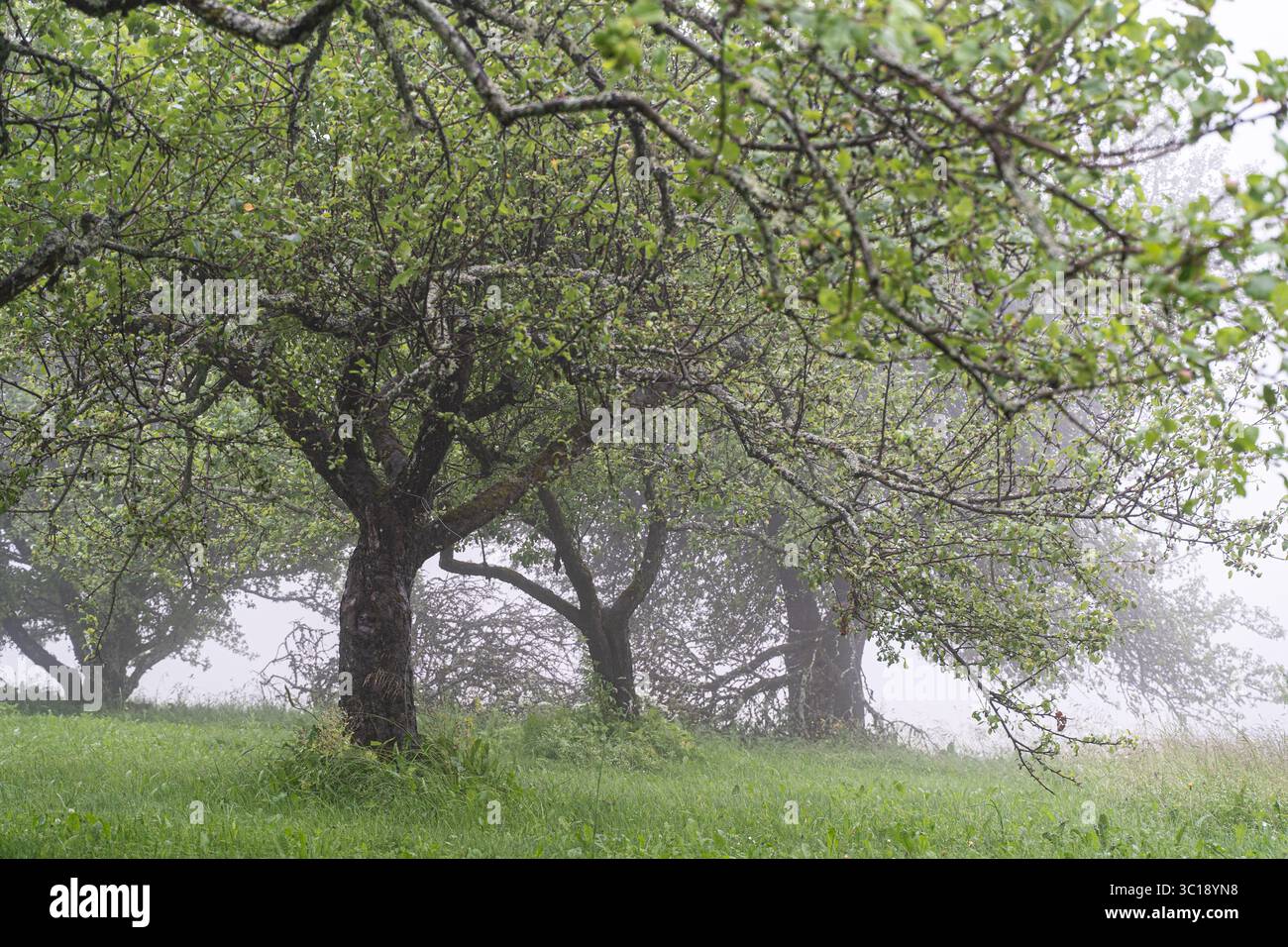 Un frutteto nebbioso con alberi da frutto carichi di verde vegetale, che creano un'atmosfera serena e tranquilla Foto Stock