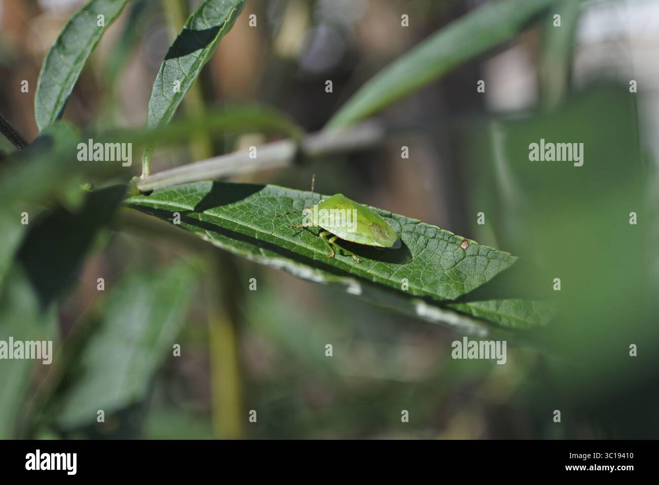 Perfetto mimetismo Foto Stock