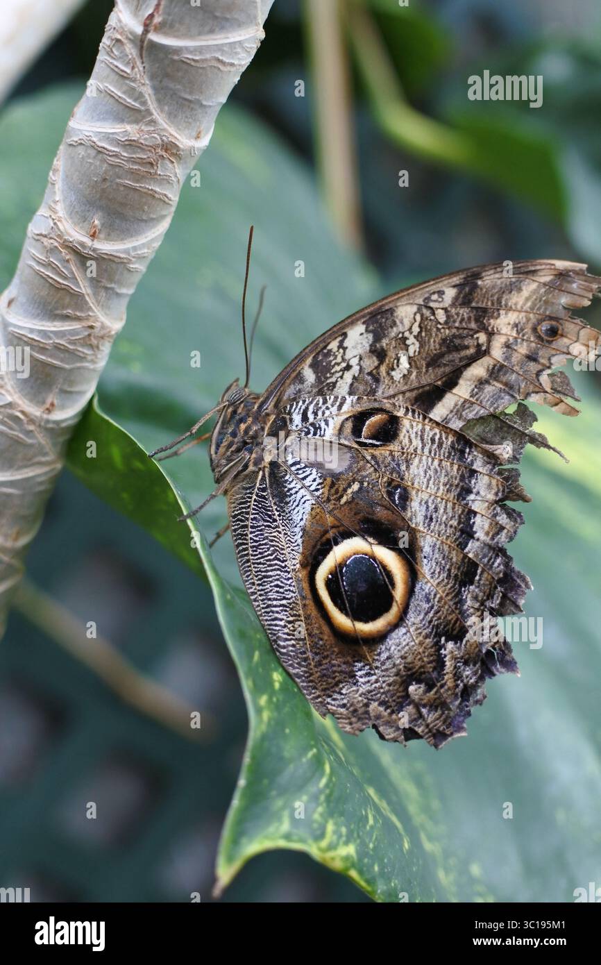 Morpho blu Foto Stock