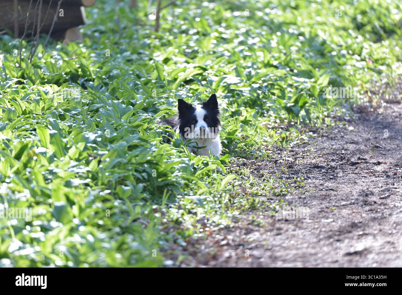 Leale tranquillità a Woodland Green Foto Stock