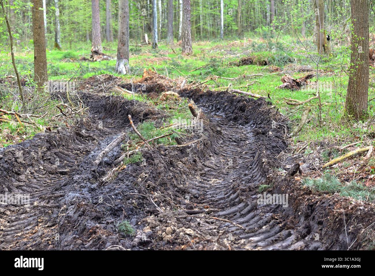 Cingoli per pneumatici profondi nella foresta – segni di impatto umano sulla natura Foto Stock