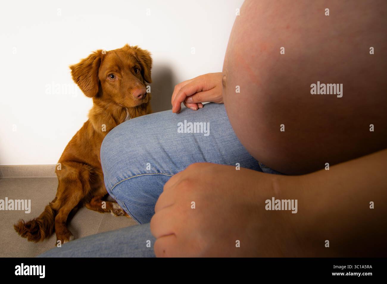 Un vibrante ritratto di un Retriever in tolling Duck della nuova Scozia, colto in un momento di curiosa osservazione. Perfetto per temi di attenzione,... Foto Stock