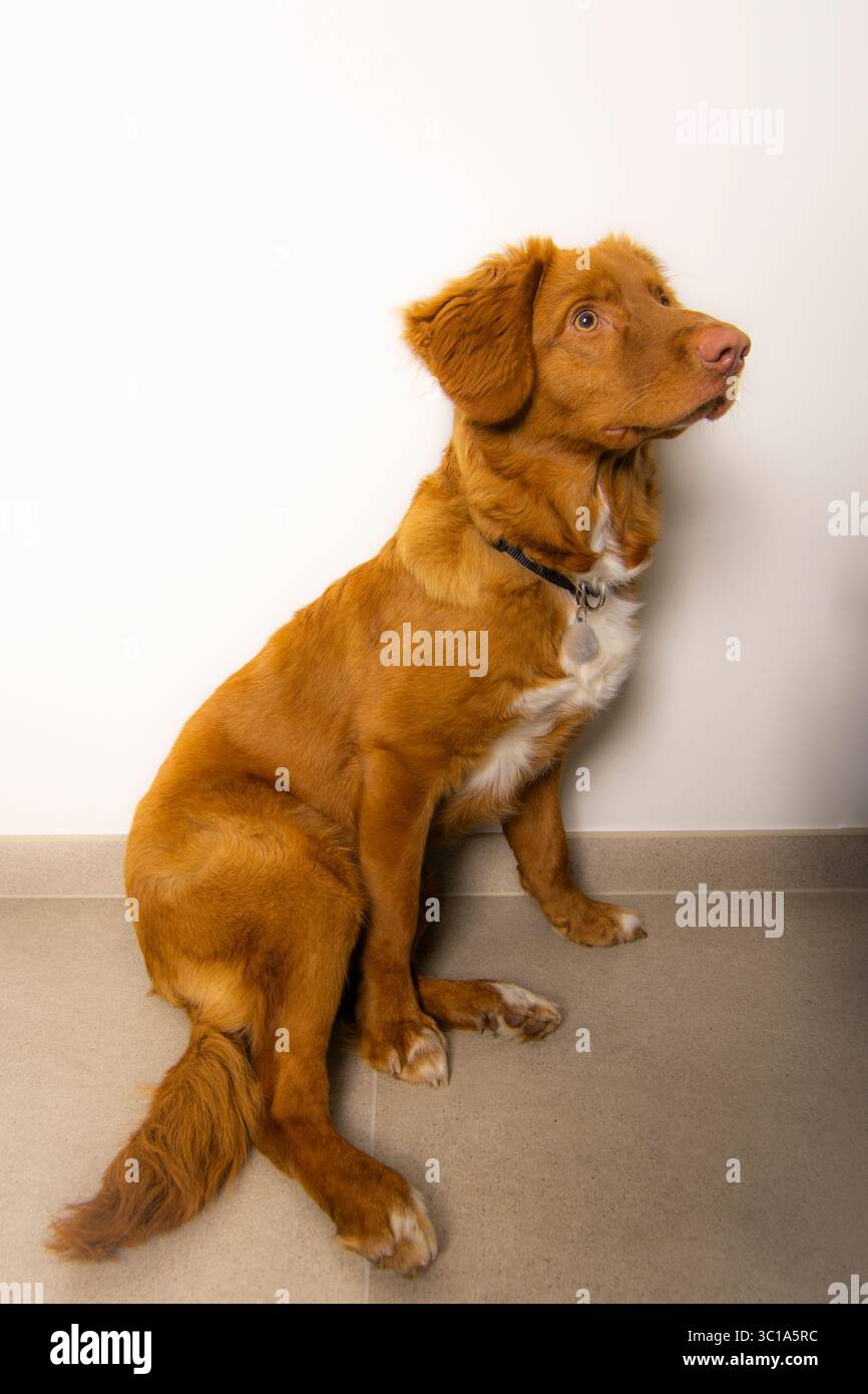 Un vibrante ritratto di un Retriever in tolling Duck della nuova Scozia, colto in un momento di curiosa osservazione. Perfetto per temi di attenzione,... Foto Stock