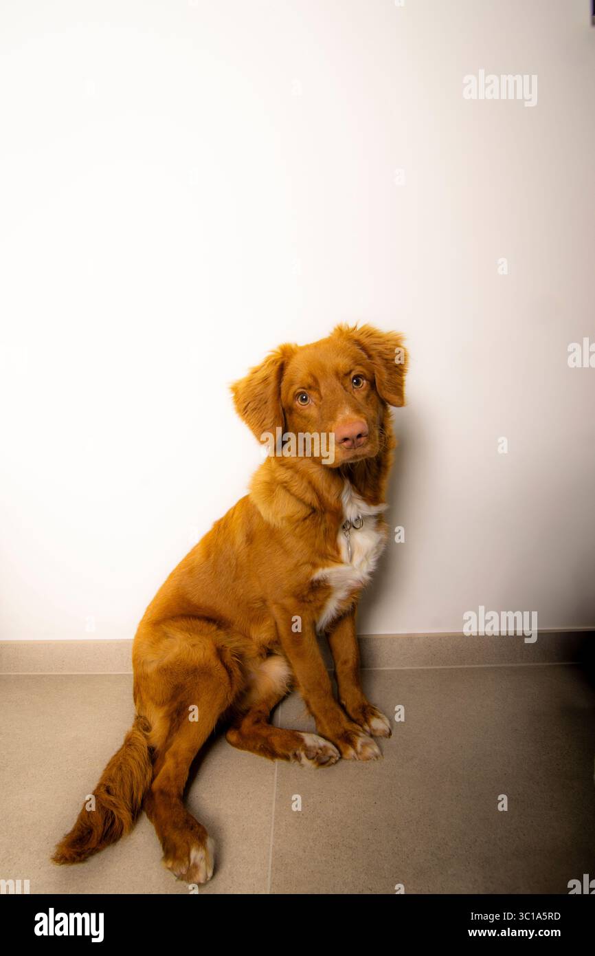 Un ritratto accattivante di un amico tolling Retriever di anatra della nuova Scozia, seduto con attenzione su uno sfondo pulito. Ideale per la cura degli animali domestici, la fedeltà... Foto Stock