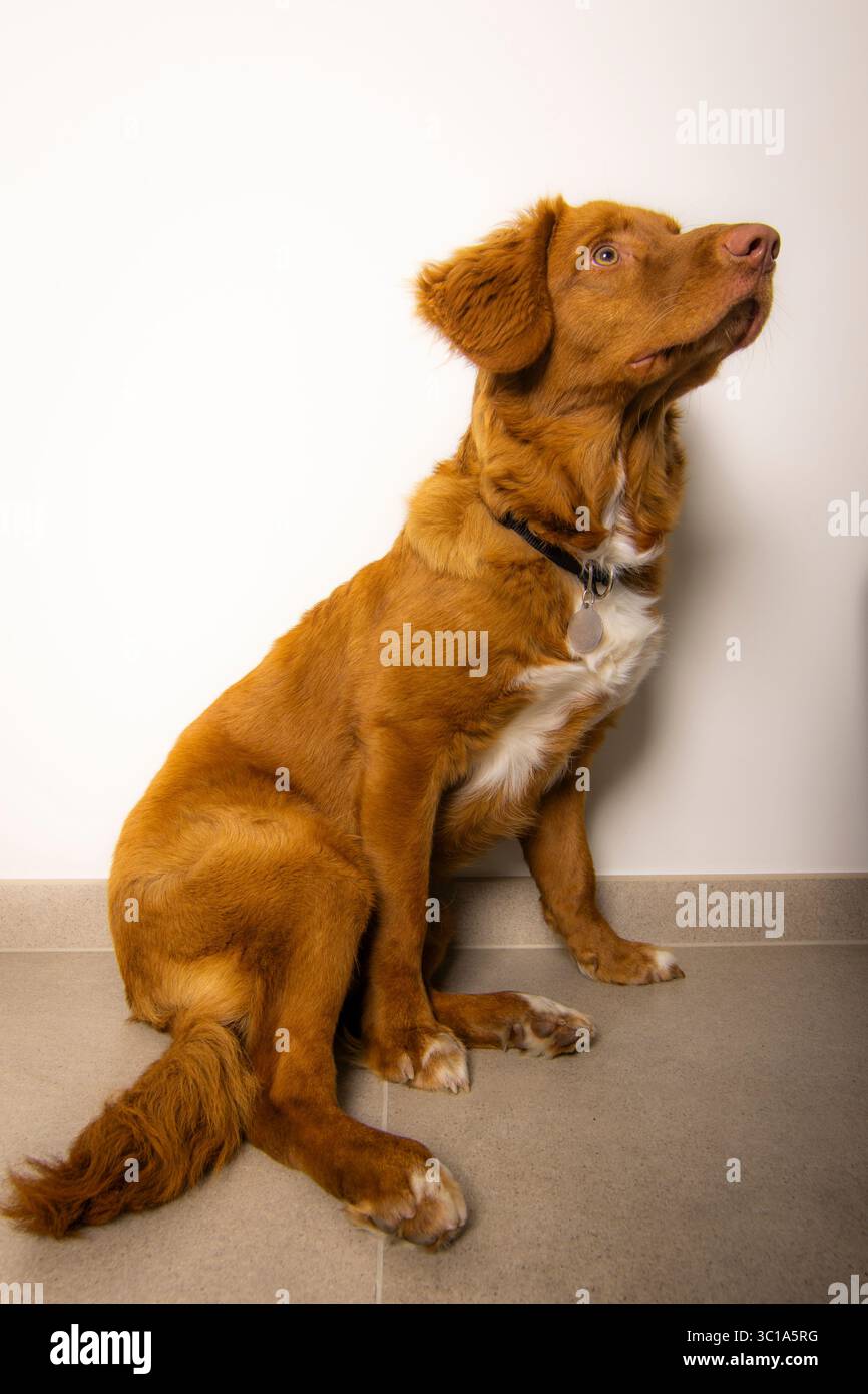 Un vibrante ritratto di un Retriever in tolling Duck della nuova Scozia, colto in un momento di curiosa osservazione. Perfetto per temi di attenzione,... Foto Stock