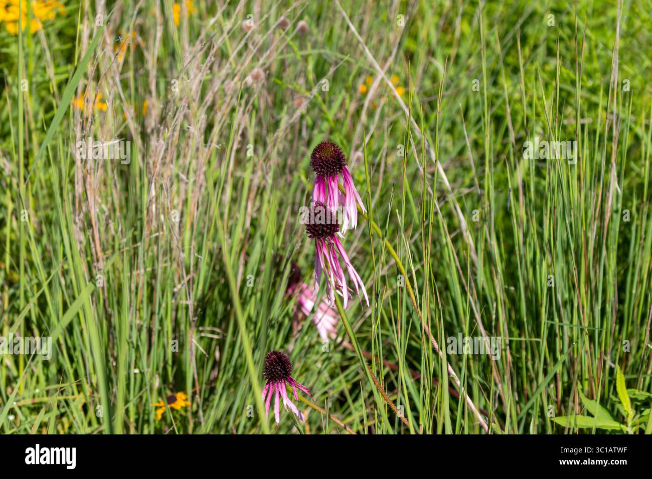 Primo piano di fiori selvatici dell'Echinacea pallida con petali rosa e centri scuri, che crescono naturalmente tra le alte erbe della prateria in estate. Foto Stock