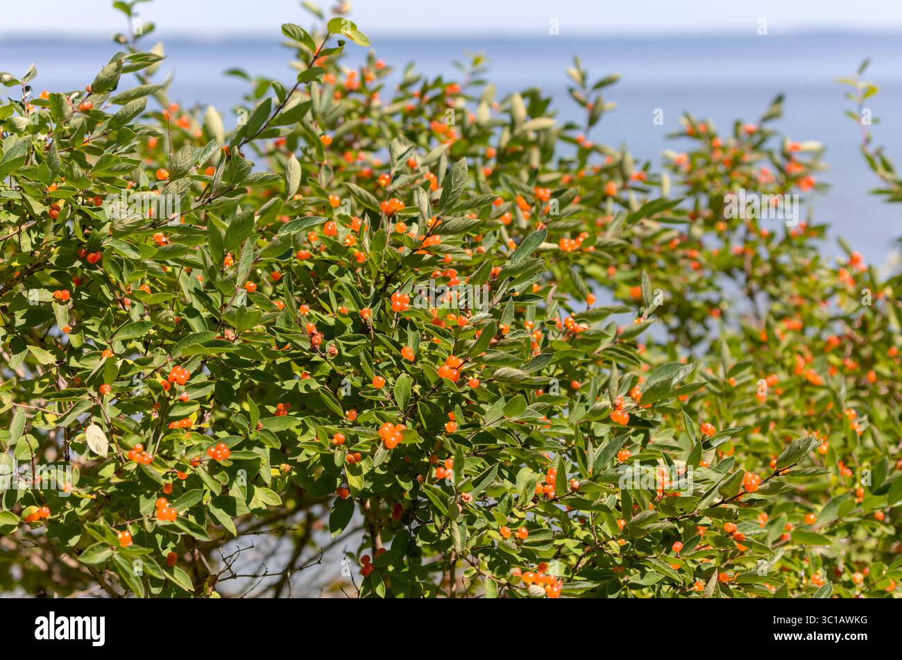 Fitto cespuglio ricoperto da vivaci bacche rosse e foglie verde scuro, possibilmente caprifoglio (Lonicera), che prospera in piena luce solare estiva. Foto Stock