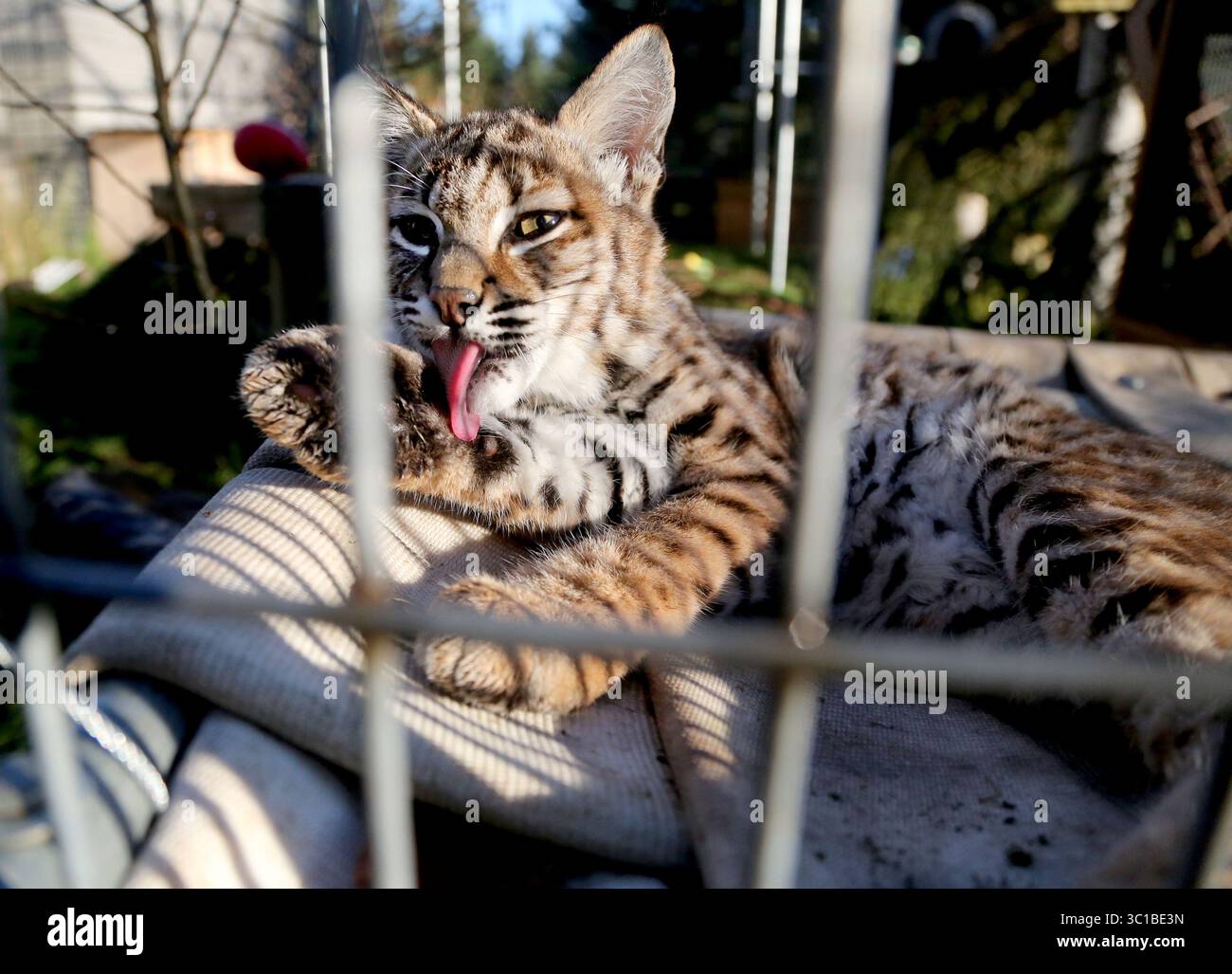 17 ottobre 2016 - Sandstone, Minnesota, USA - Stati Uniti - tre bobcats orfani si sono riuniti al Wildcat Sanctuary con la speranza di diventare una famiglia. Autunno, una donna bobcat orfana vicino a Duluth quando suo fratello è stato investito e ucciso da un'auto di passaggio, e poi sua madre ha ucciso da un'altra macchina quando è andata a controllare il fratello. I fratelli Bobcat orfani in Arizona si sono recentemente Uniti a Autumn. Per raccogliere fondi per cibo, ricoveri, alloggi e servizi di veterinaria per i tre Bob, il costo stimato per il primo anno sarà di 12.000 dollari. Il santuario si basa interamente su donazioni. Uno degli Ari Foto Stock